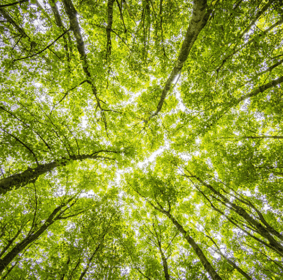 Forêts